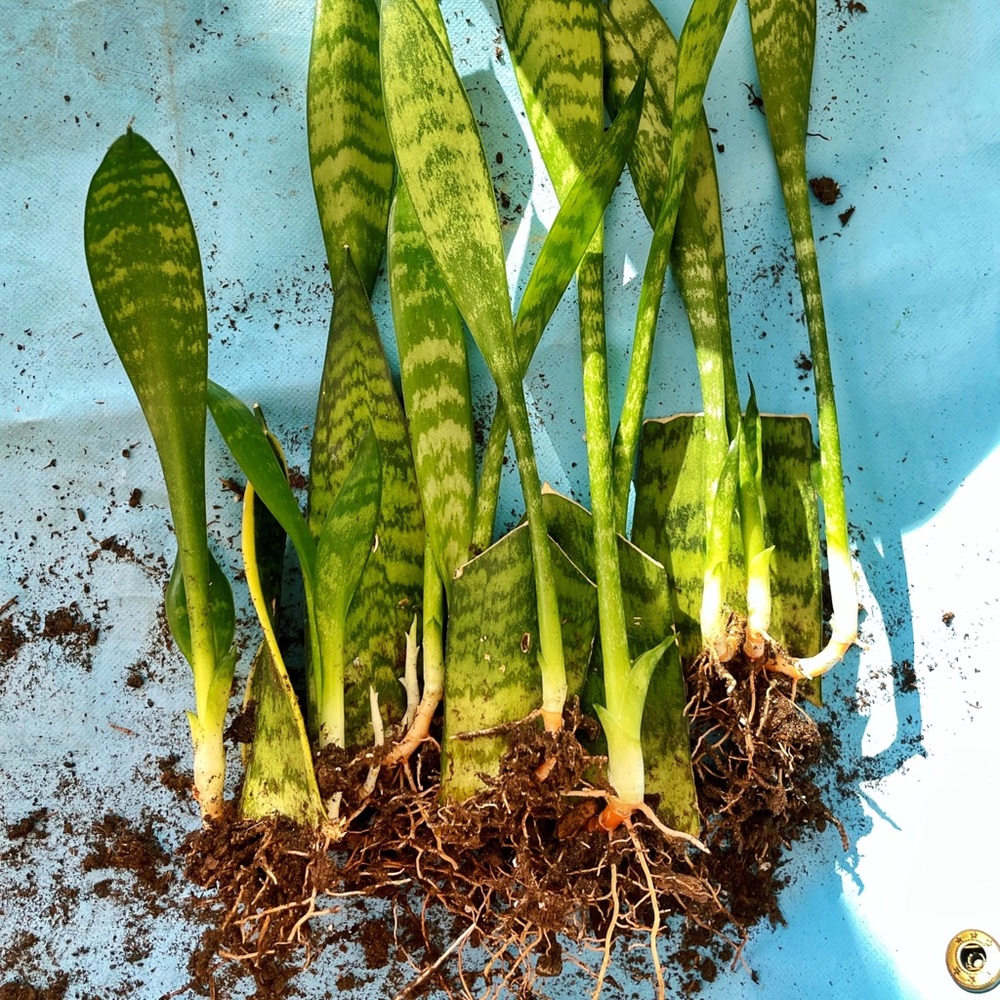 Rooted Snake Plants 🌿